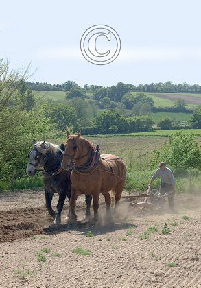 Drilling Sweet Corn DM1193